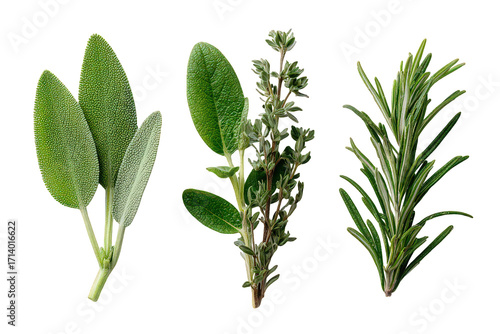 Fresh Herbs Collection On Black Background