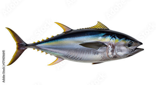 Isolated Yellowfin Tuna, seafood delicacy widely appreciated raw and cooked, healthy food