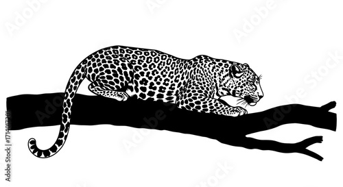 Black and white illustration of a leopard resting on a tree branch, showcasing its spotted coat and agile posture