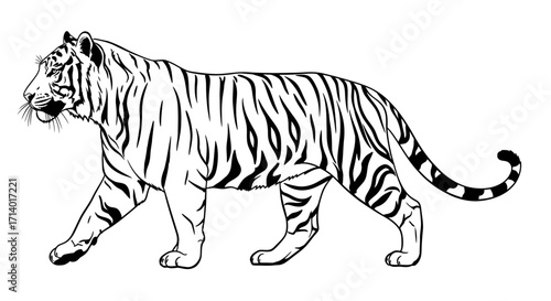 Striking black and white illustration of a majestic tiger walking gracefully, showcasing its distinctive striped pattern and powerful presence in a stylized artistic design