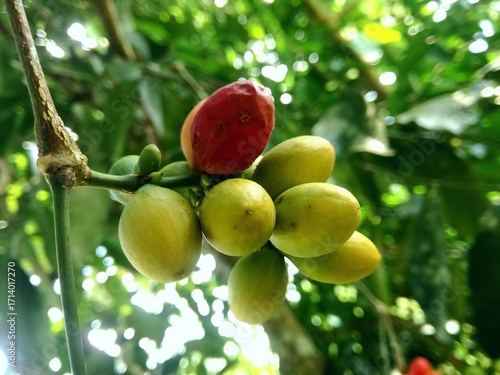 Картината върху платно hdr,A bunch of a fruit of (Gnetum gnemon Linn) perched on the stem