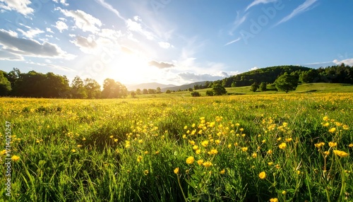 Fototapeta Naklejka Na Ścianę i Meble -  Sunny meadow landscape with wildflowers