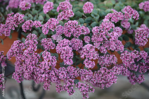 Wallpaper Mural purple lilac flowers Torontodigital.ca