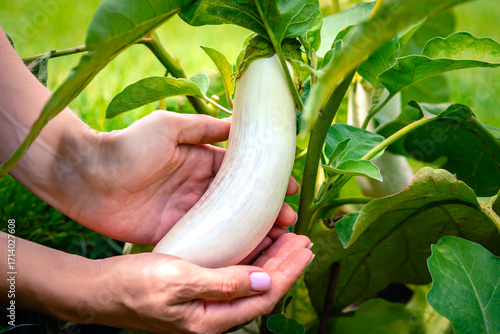 Fresh white eggplant harvested from the garden. Organic rare vegetable variety. Rare white eggplant in hands