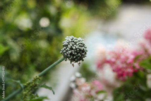 Wallpaper Mural close up of a flower Torontodigital.ca