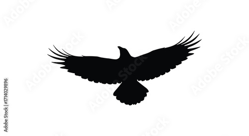 A striking silhouette of a bird in mid flight against a white background
