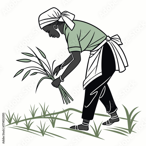 Woman farmer harvesting rice stalks in a field wearing traditional clothing and headscarf