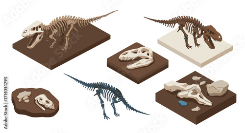 Isometric dinosaur fossils and skeletons: collection of prehistoric remains in 3d style