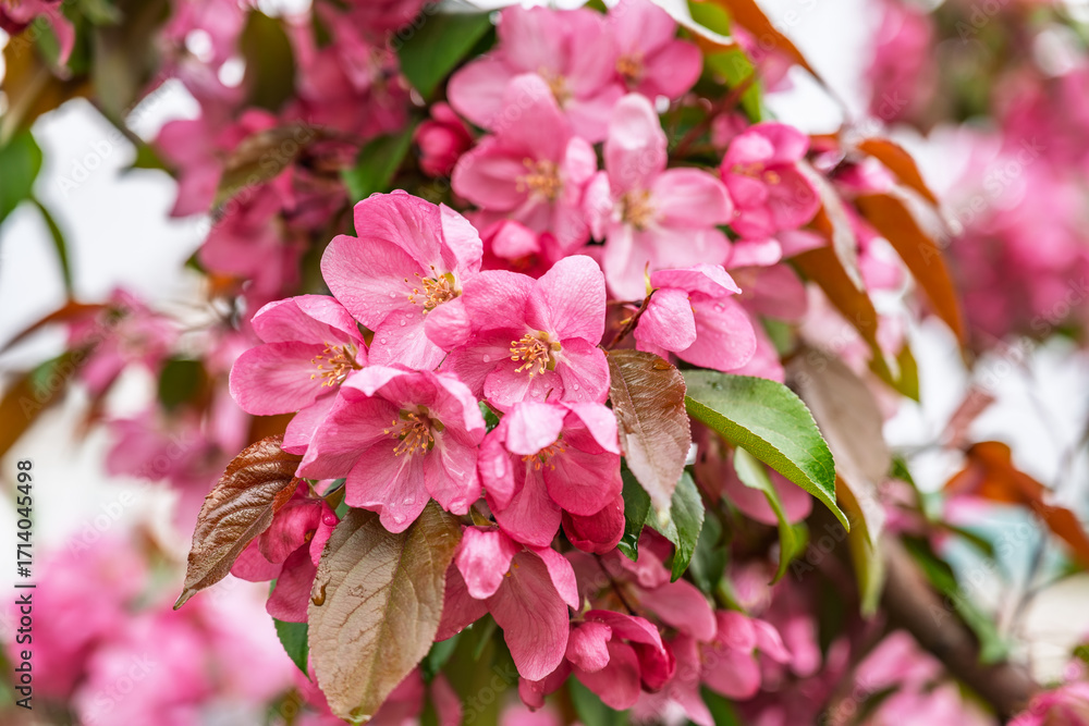 Fototapeta premium Fresh pink flowers of a blossoming apple tree with blured background