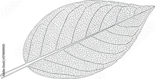 Vector art of detailed black and white leaf skeleton illustration