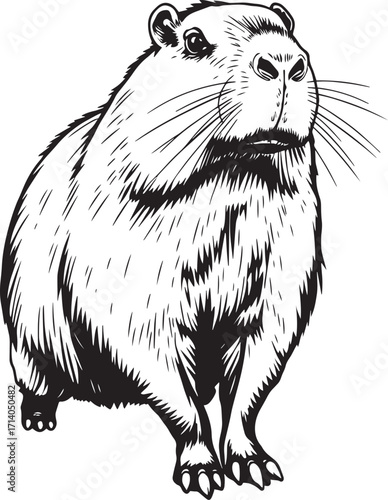 Capybara. Hand drawn vector illustration