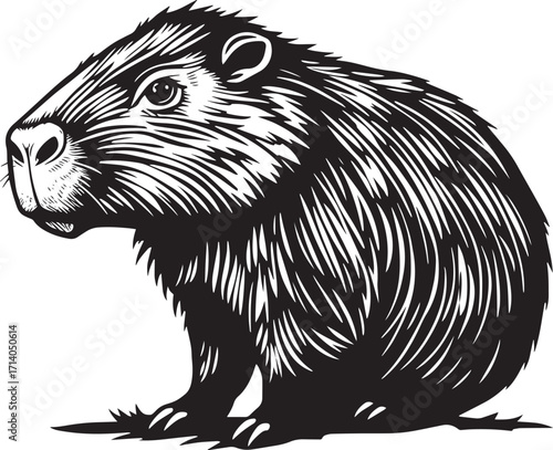 Capybara. Hand drawn vector illustration