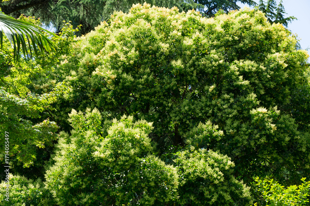 Fototapeta premium Dense, vibrant Chinese privet tree (Ligustrum lucidum) with lush green leaves and clusters of small white flowers, thriving under sunlight in natural, verdant setting in Sochi park