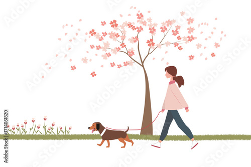 Woman walking her dog under blooming cherry blossom trees with petals falling