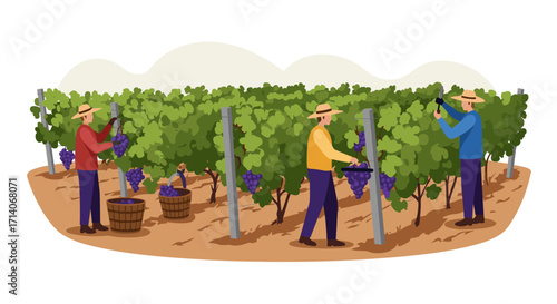Farmers harvesting grapes in vineyard with greenery and baskets illustration