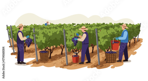 Workers harvesting grapes in vineyard with baskets