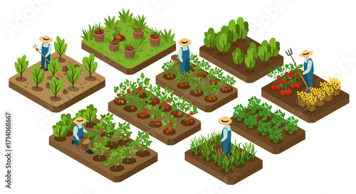 Isometric urban garden: farmers cultivating diverse vegetable plots