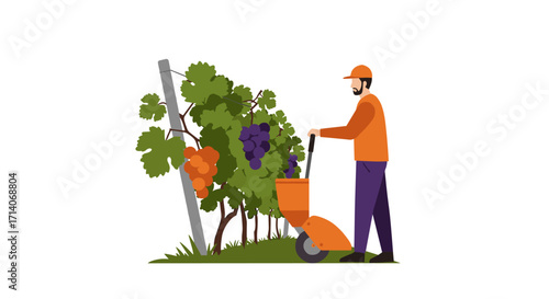Worker harvesting grapes in vineyard garden