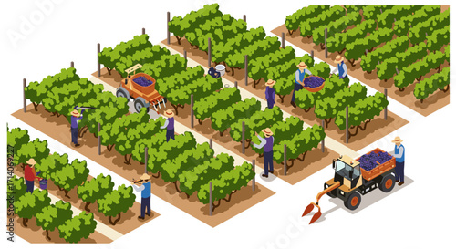 Isometric vineyard harvest scene with farmers and machinery in lush green rows