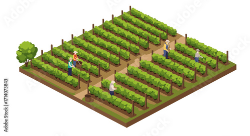 Isometric vineyard farm with workers harvesting grapes in rows