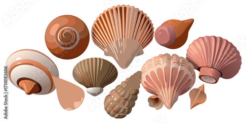 Create a highly realistic, high-resolution image of a collection of assorted sea shells suspended in mid-air or artistically arranged on a clean white background. Include a variety of shell types such