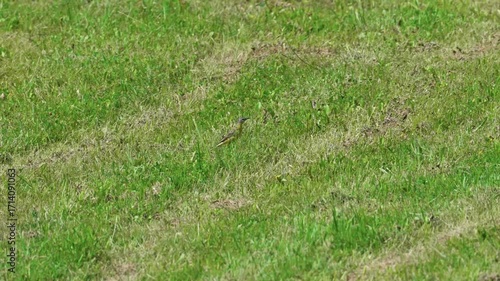 A white wagtail runs across the grass, searching for food. Its beautiful plumage stands out against the green background, captured from a distant view.