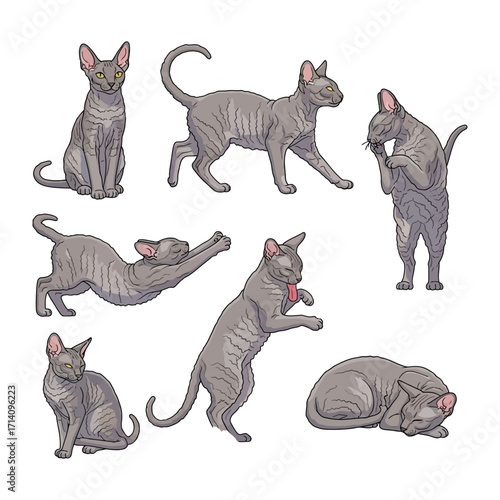 Sphynx Cats Poses Illustration: An illustration showcasing a collection of Sphynx cats in various poses and activities. Each cat is depicted with unique features. 