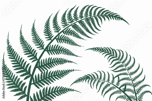 fern leaf isolated on white