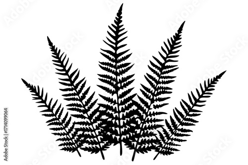 vector fern leaf