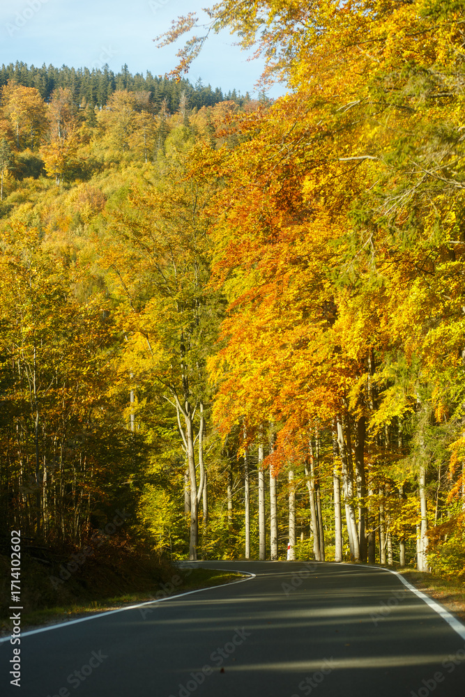 Obraz premium Autumn landscape with a country road leading forward, yellow trees on both sides in daylight, scenic view with distant mountains