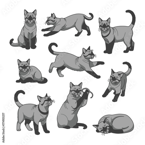 Siamese Cat Variety: A collection of sleek Siamese cats showcasing a range of playful poses. These captivating feline illustrations bring forth the grace and unique charm of these remarkable animals.