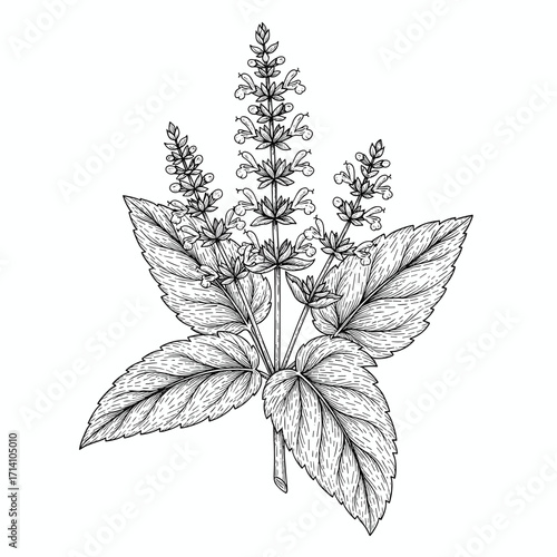 Black and white detailed sketch of sage with leaves and flowers, vector illustration, engraving on white background
