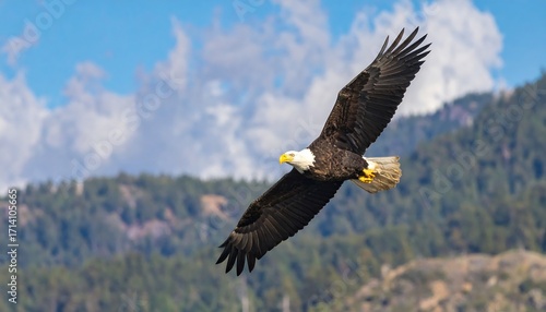 Bald eagle soaring above forested mountains
