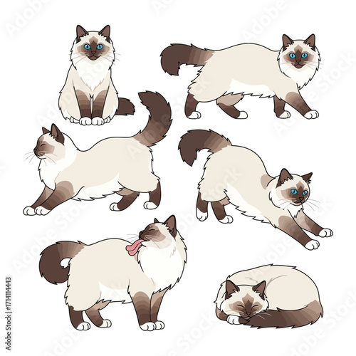 The graceful Birman cats in different poses: A collection of elegant Birman cats showcasing their charm in diverse poses and moments, capturing their unique characteristics and grace.