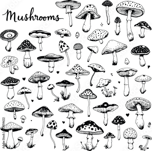 Mushroom illustration art print black and white drawing edible fungi botanical forest nature sketch 100 char