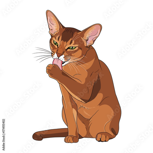 Foto Abyssinian cat grooming: An adorable Abyssinian cat meticulously grooms its fur, showcasing a charming display of feline hygiene and tranquility