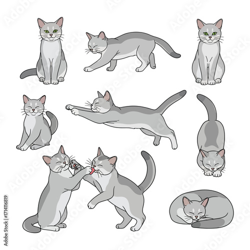 Charming Cat Poses: A delightful compilation showcasing a gray cat in various adorable and playful poses. This illustration perfectly captures the graceful essence of the feline companion