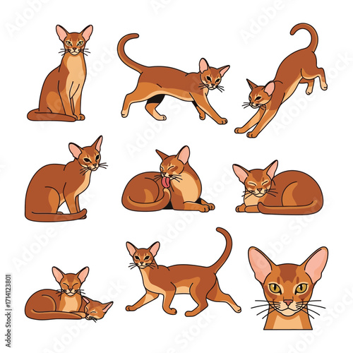 Abyssinian Cat Poses: A collection of illustrations showcasing various poses and activities of an Abyssinian cat, a breed known for its distinctive ticked coat and elegant physique.