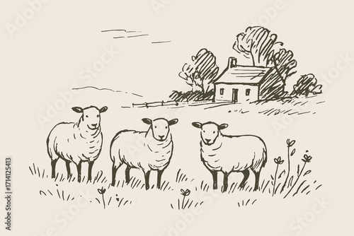 Sheep on countryside farm vintage sketch vector illustration