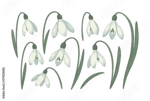 Elegant snowdrop flowers with green stems and leaves on white background