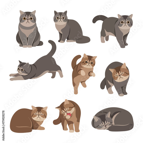Exotic shorthair cats in illustration: A collection of illustrations of exotic shorthair cat in various poses, highlighting their distinctive appearance and relaxed demeanor.