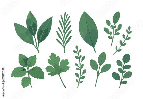 Collection of various fresh green herbs with leaves and stems on white background