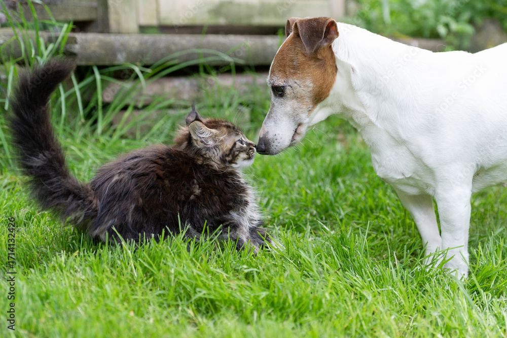 Fototapeta premium Jack Russell Terrier und Maine Coon Kätzchen im Garten