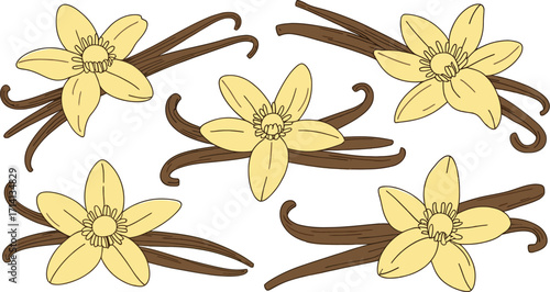 Illustration of vanilla flowers and beans on a white background