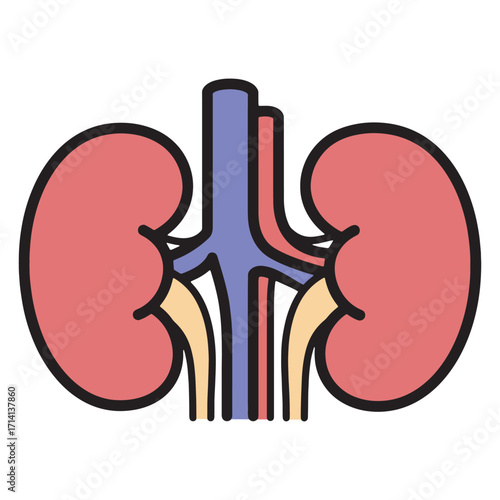 Stylized illustration of the human kidneys with major blood vessels including the renal artery and vein and ureters