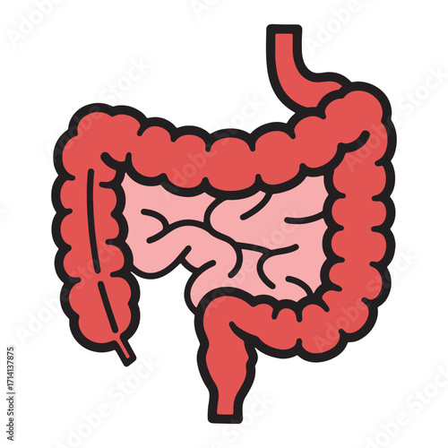 Detailed illustration of the human large intestine, a vital component of the digestive system