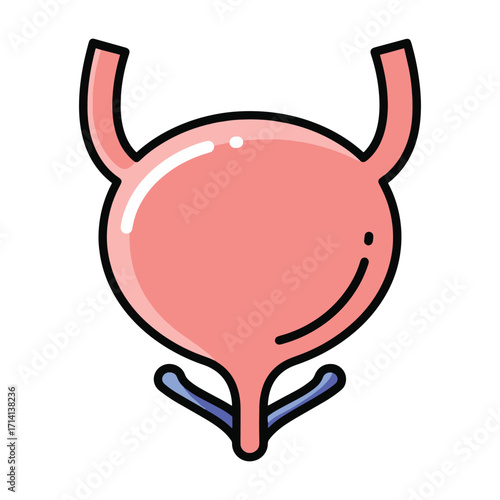 Anatomical illustration of a healthy human bladder, a vital organ for urinary system function and waste removal