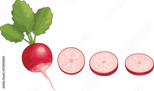 Fresh radish vegetable, whole radish with green leaves, sliced radish pieces, healthy food, organic vegetable, farm produce, diet nutrition illustration