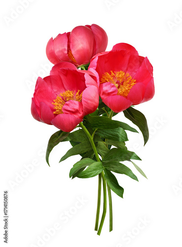 Coral peony flowers with gr...