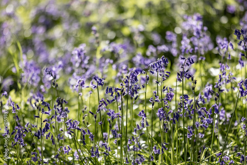 Pretty bluebells blooming in the spring sunshine, with a shallow depth of field